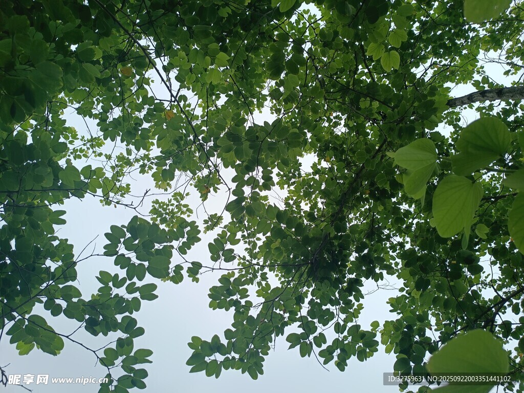 仰视繁茂树叶与天空