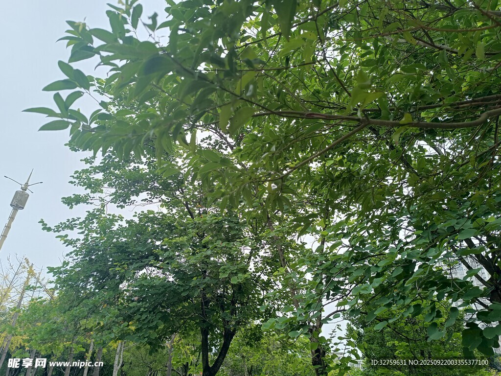 繁茂绿树 