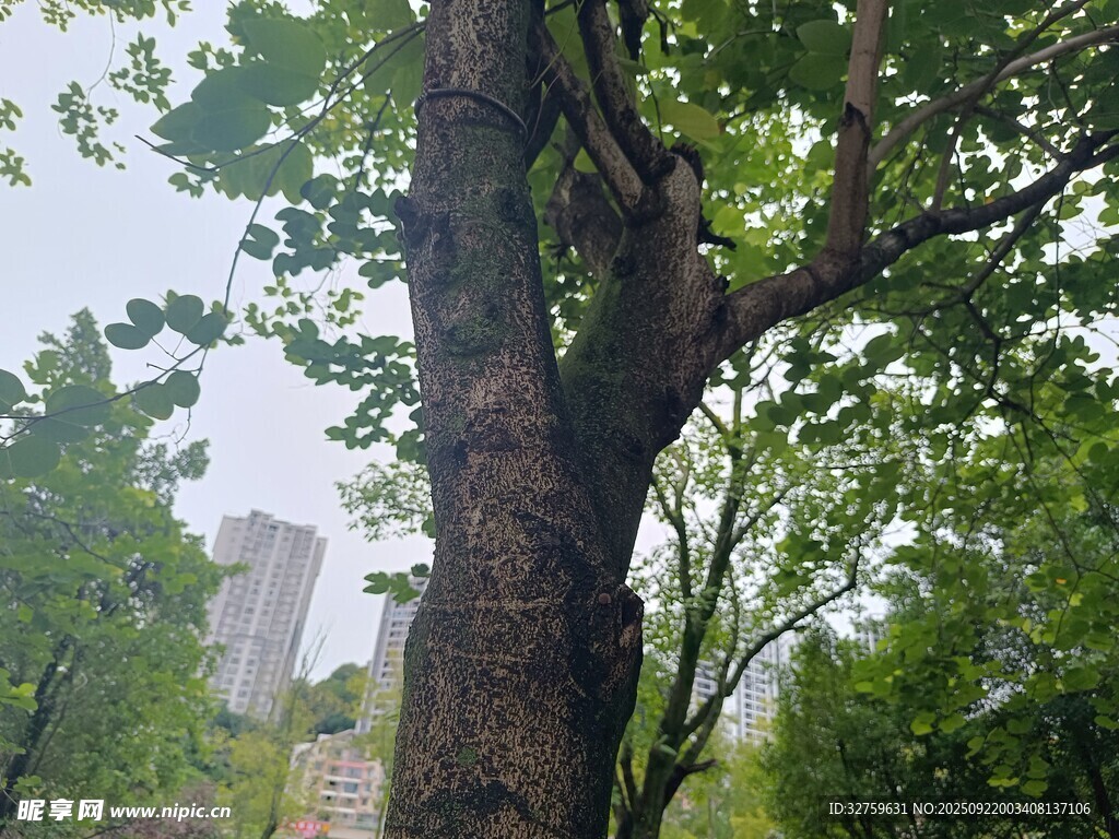 粗壮大树屹立于绿意间