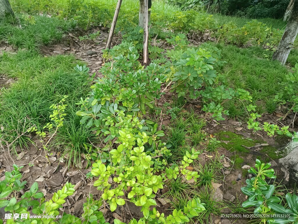 野外绿植丛生景象