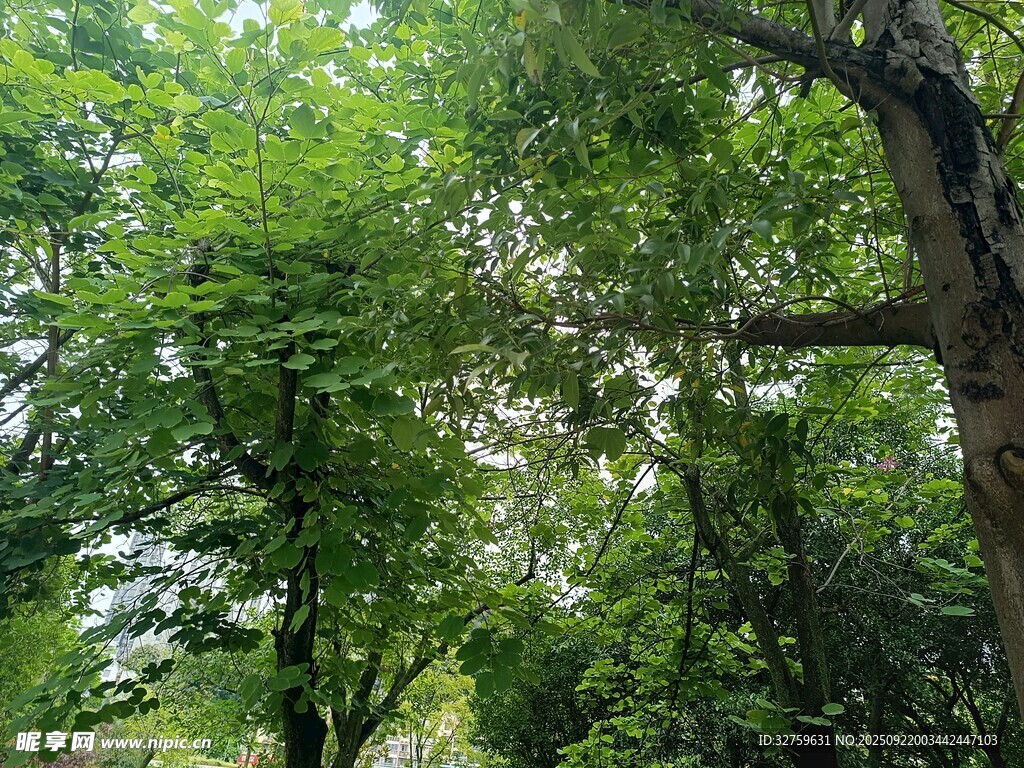 夏日葱郁树林景观