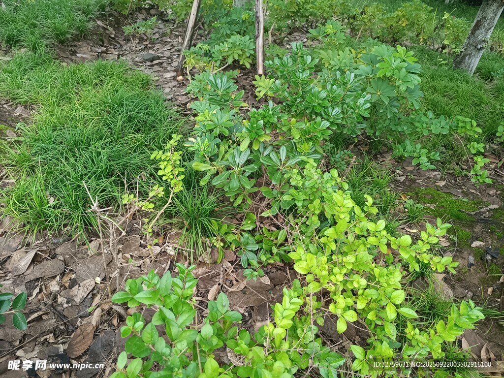 地面绿植景观