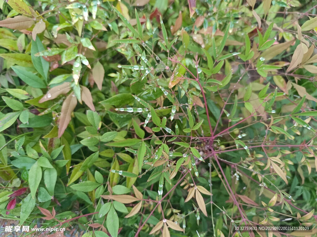 多彩植物叶片特写