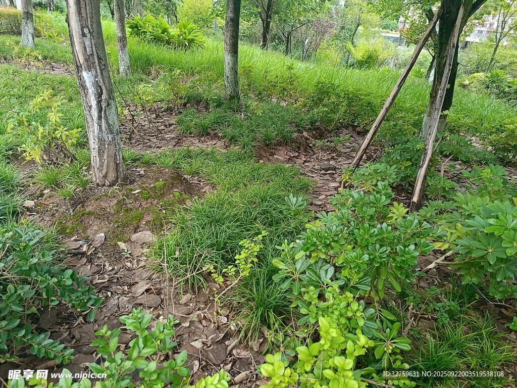 林间绿意盎然的自然景致