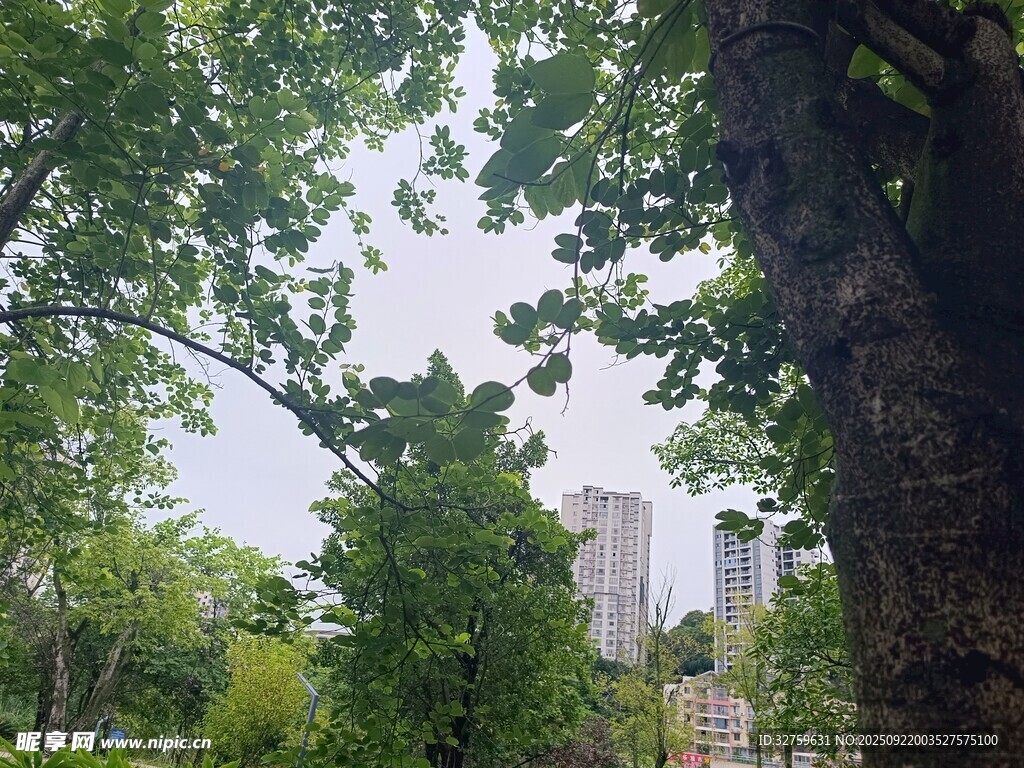 城市中葱郁的绿树景观