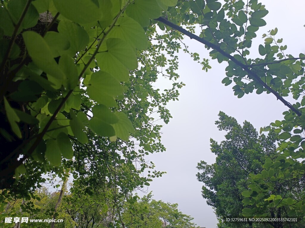 仰视繁茂绿树与天空