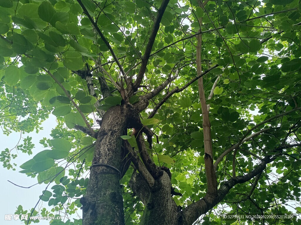 仰视繁茂大树