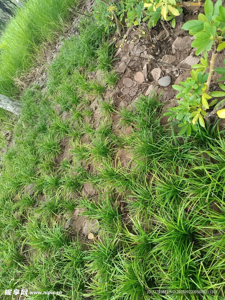 户外草地景观