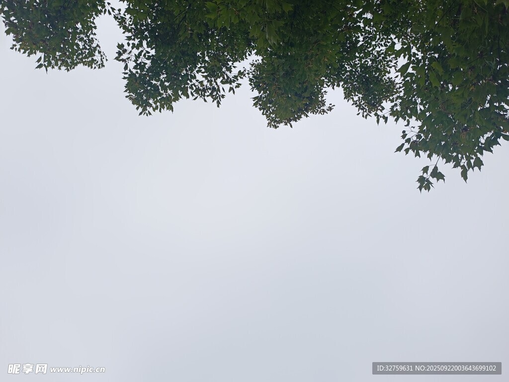 仰视透过树叶看天空