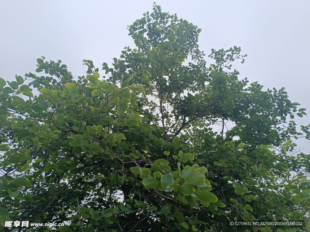 夏日葱郁绿树