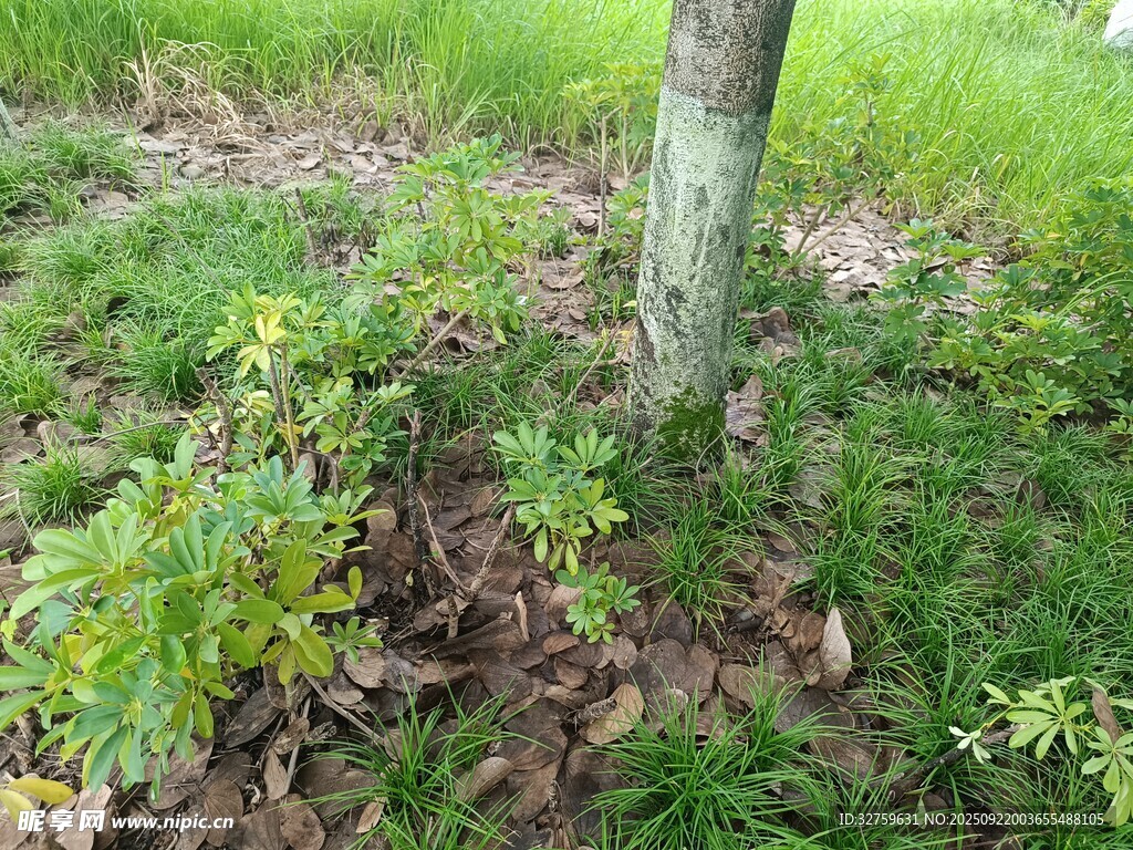 树下绿植与落叶景象