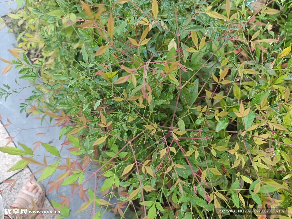 水边绿植景观
