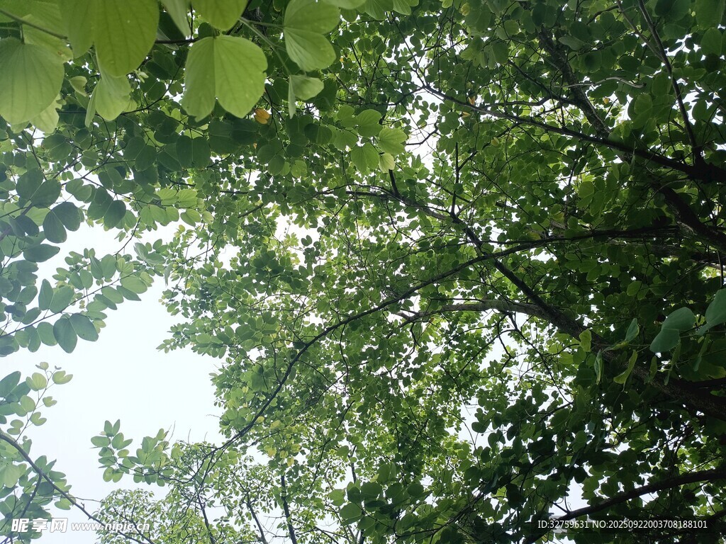 仰视繁茂绿树