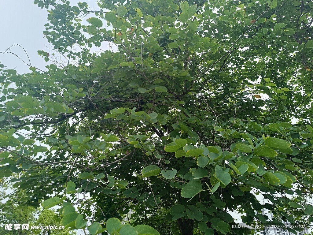 繁茂绿树