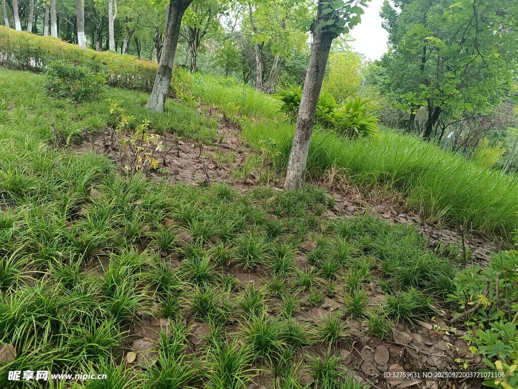 绿意盎然的林间草地