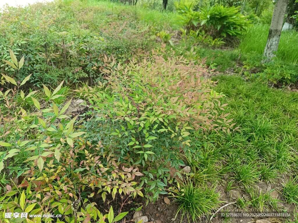 野外繁茂的绿色植物景观