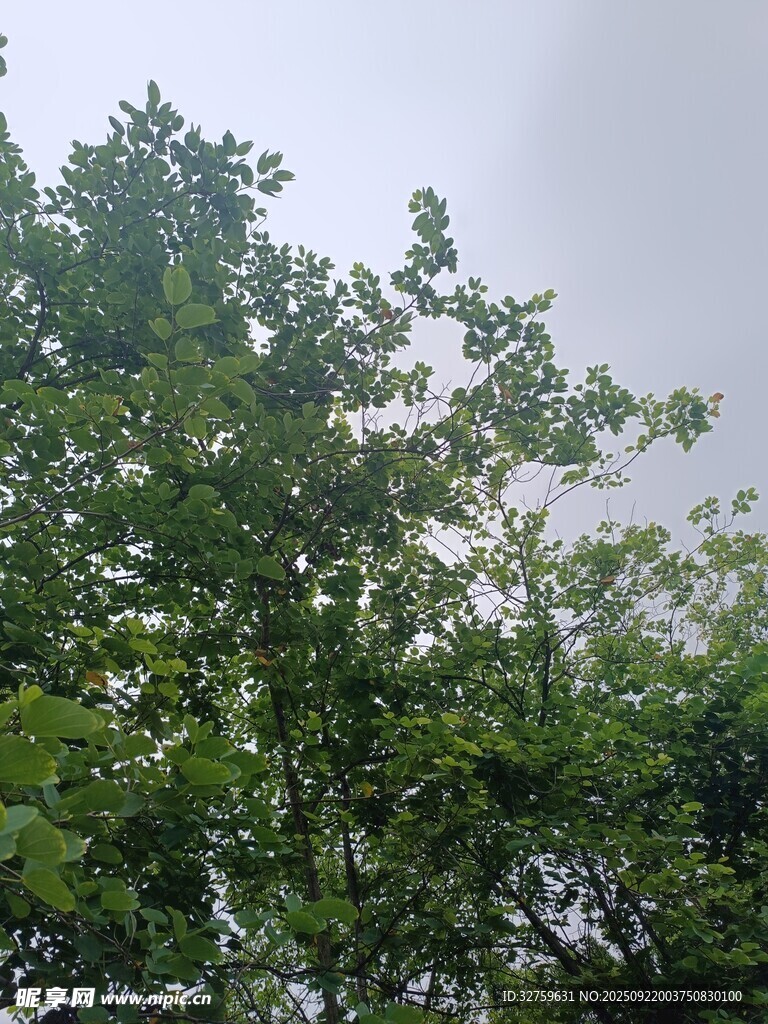 雨中葱郁绿树