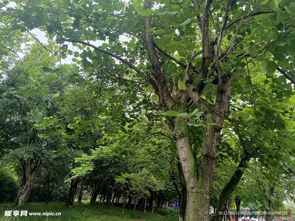 繁茂绿树