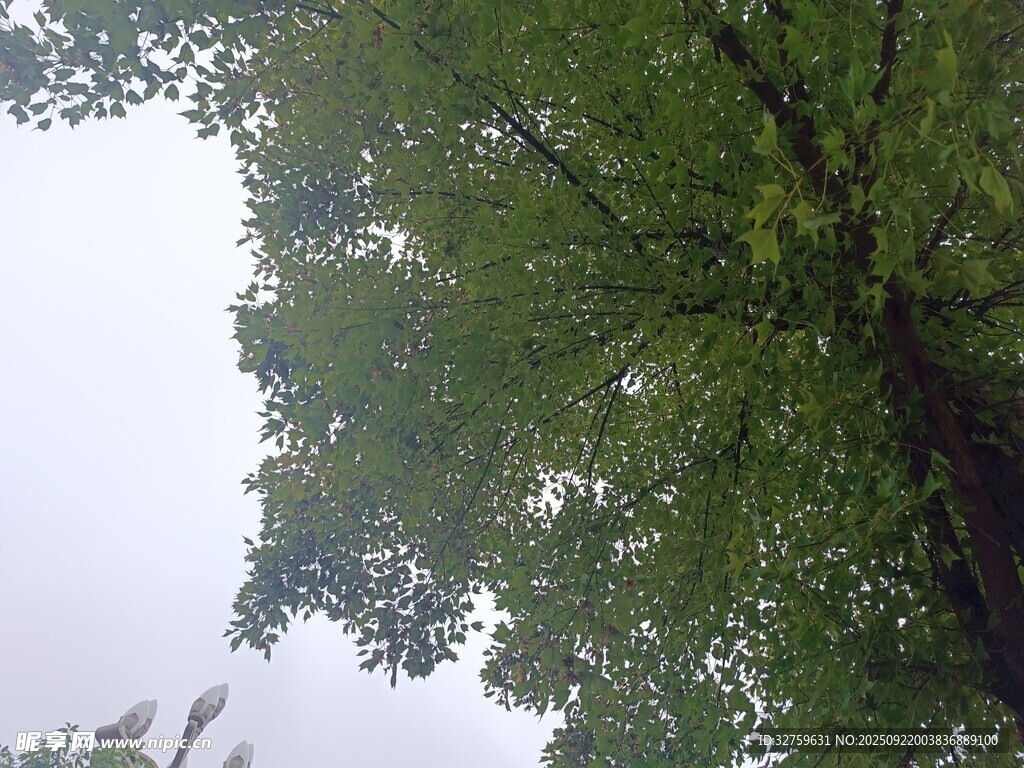 仰视繁茂绿树