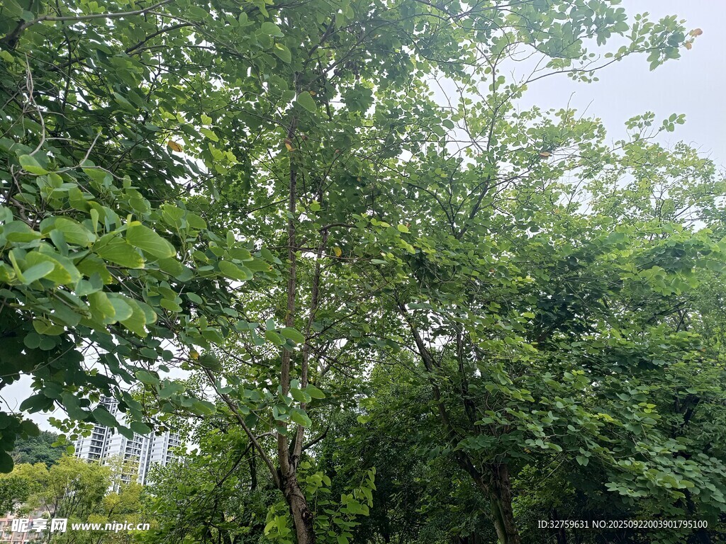 繁茂绿树 