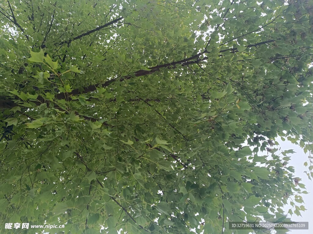繁茂绿树 