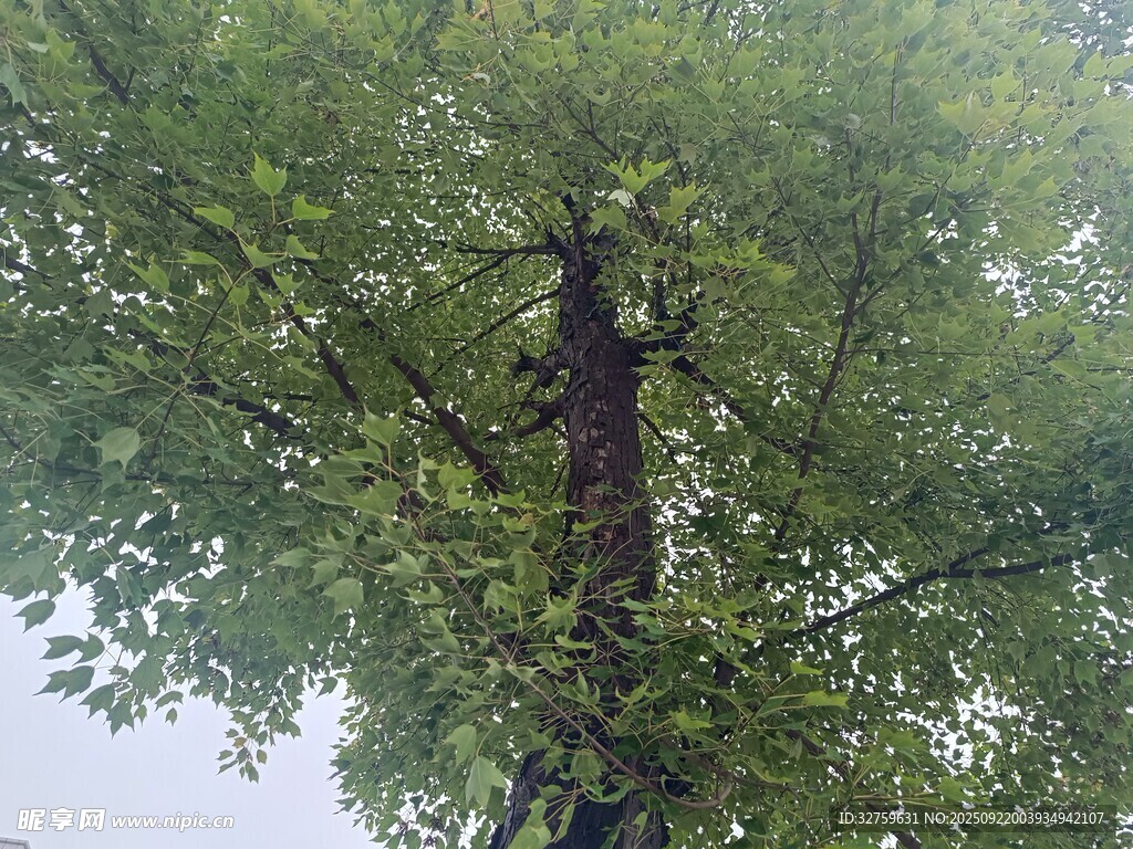 高大葱郁的树木