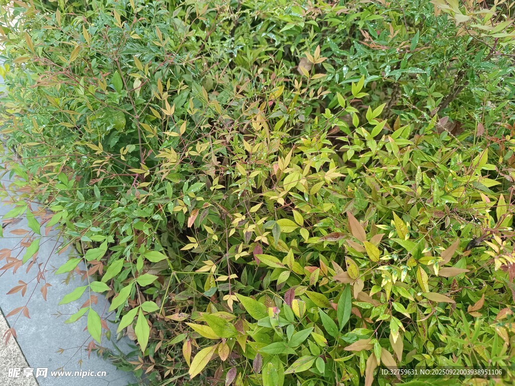 路边繁茂绿植景观