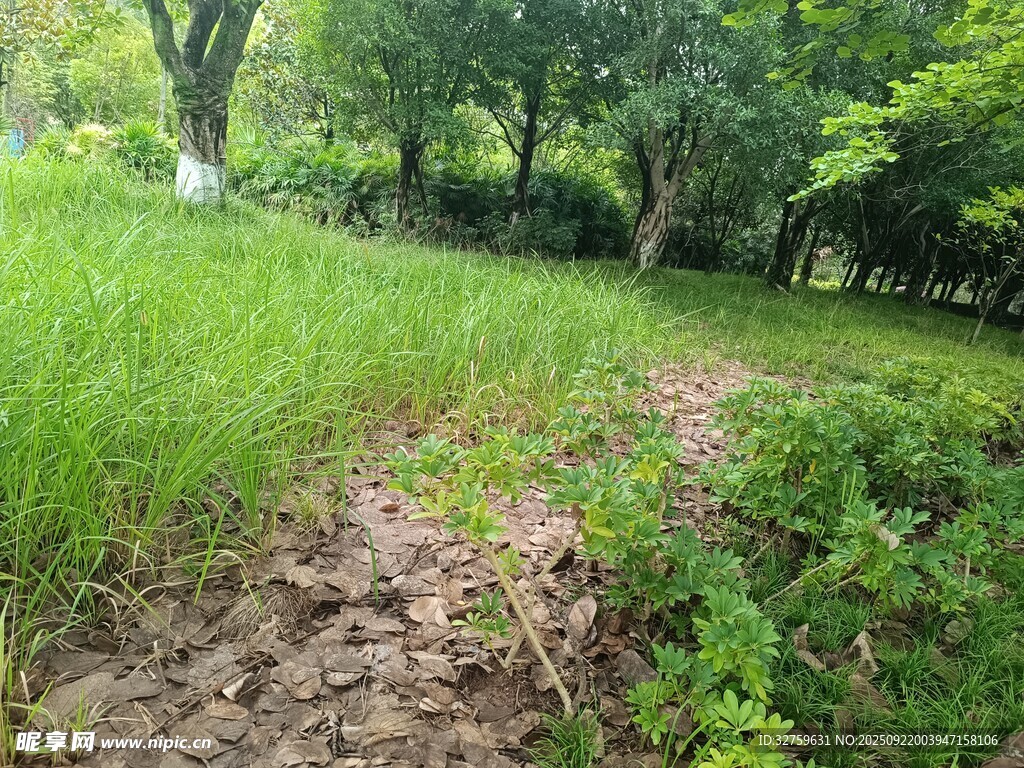 林间草地小径