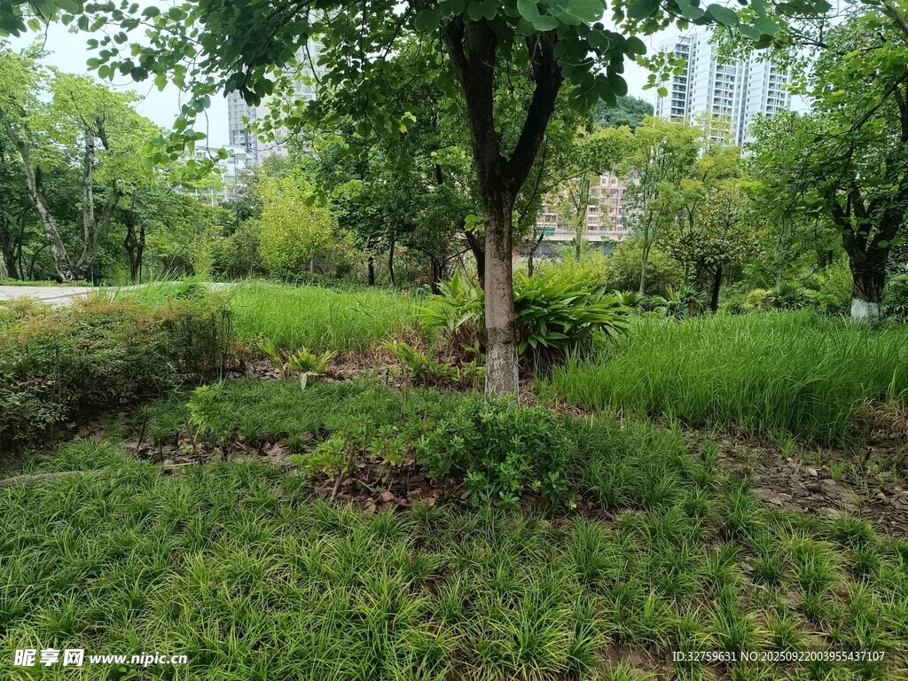 绿意盎然的户外自然景致