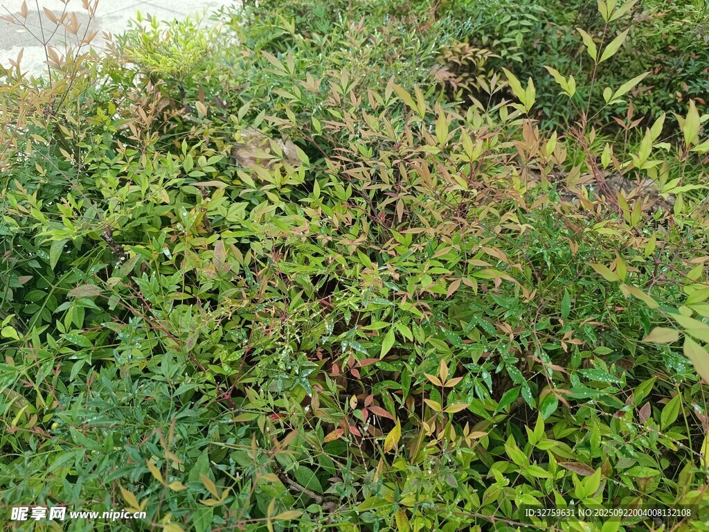 繁茂绿植景观