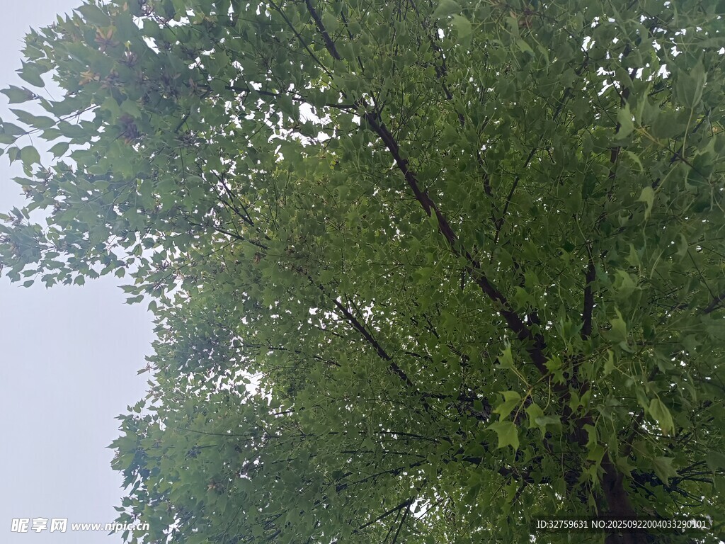 仰视茂密绿树树冠