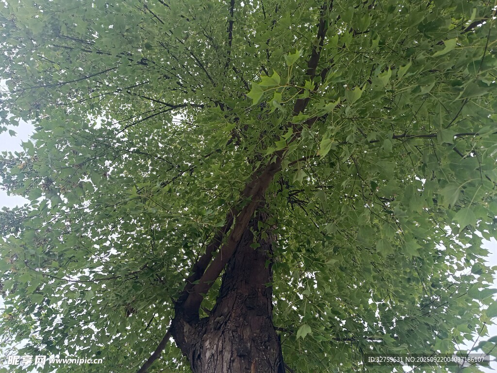 高大繁茂的绿色树木