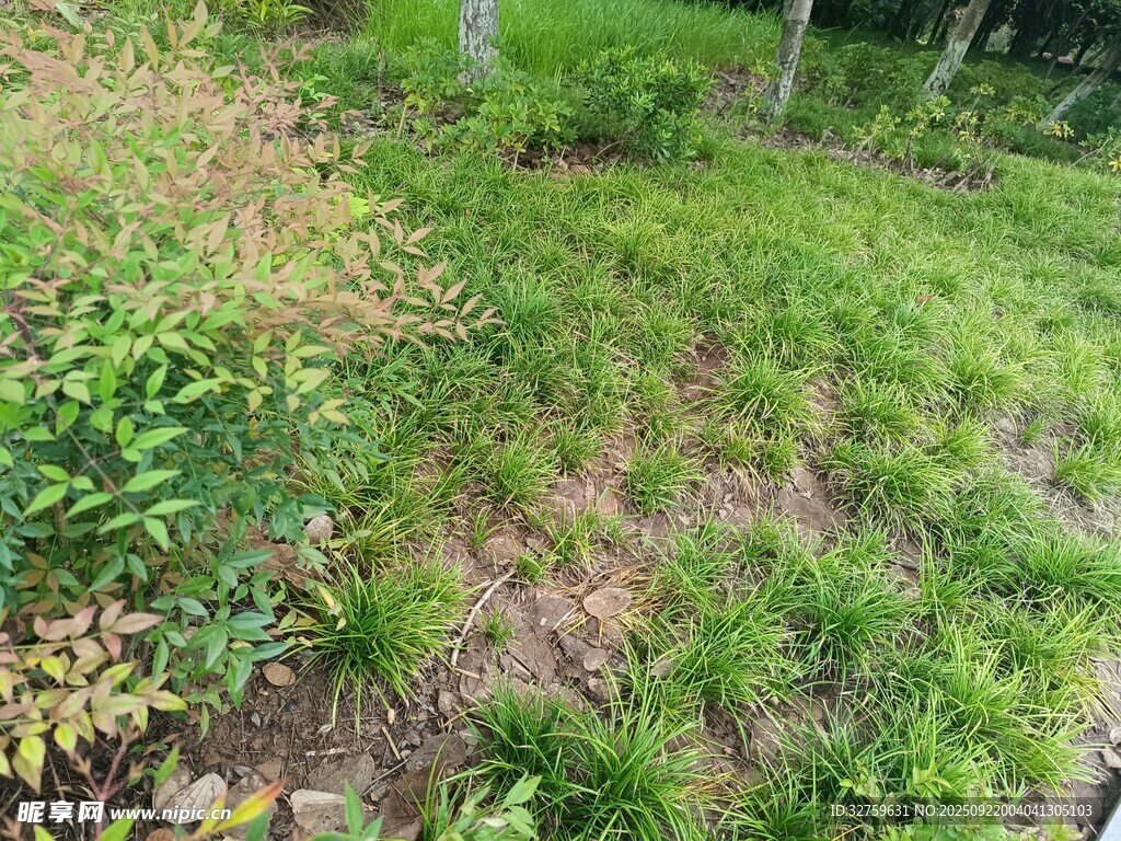 绿意盎然的林间草地