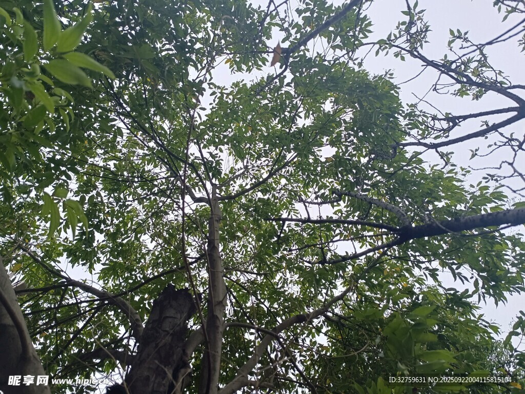 仰视繁茂绿树树冠