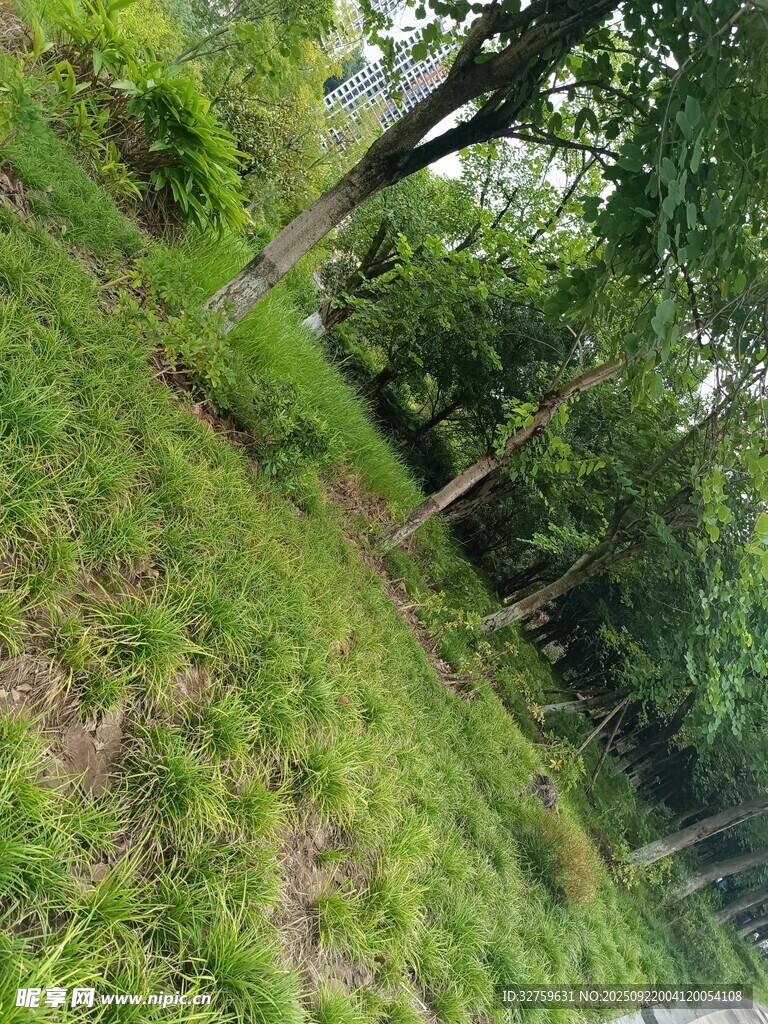 绿意盎然的山坡树林景观