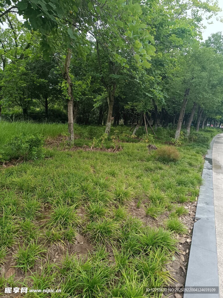 林间小道旁的绿意景致