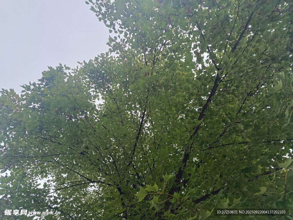 繁茂绿树 