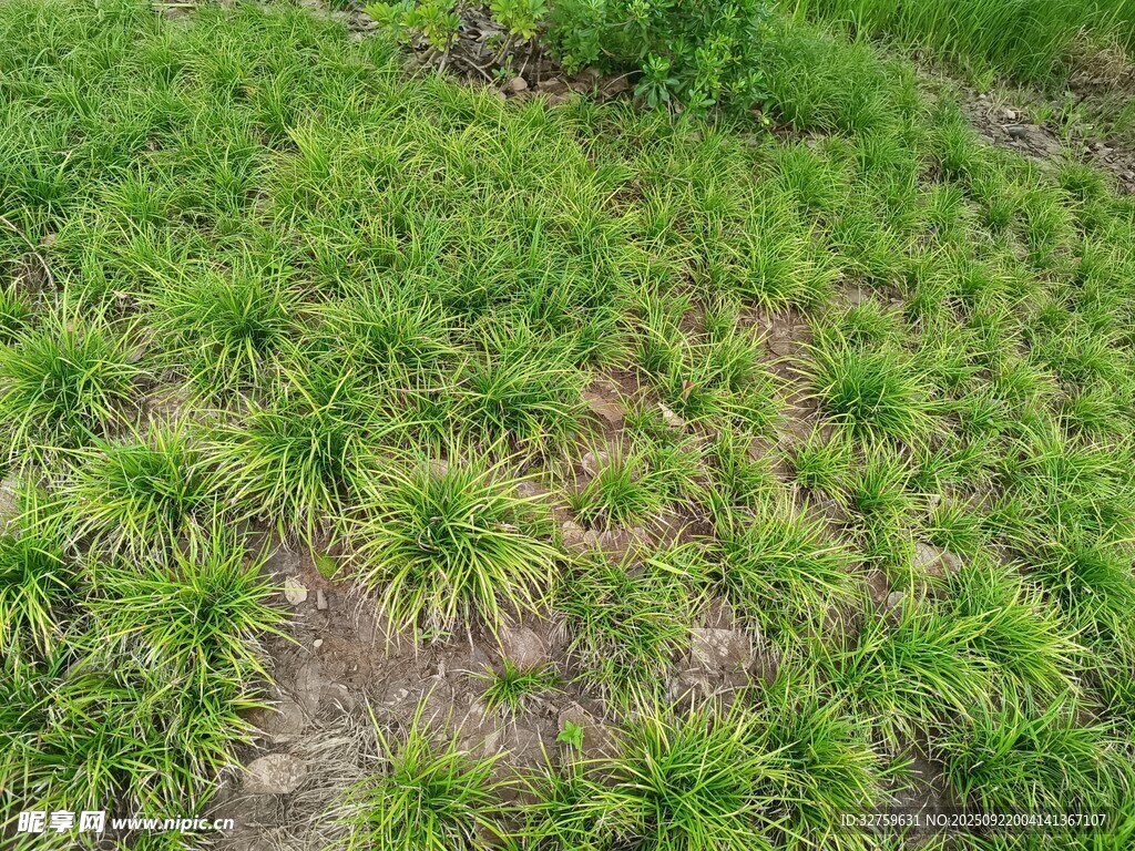 嫩绿丛生植物景观