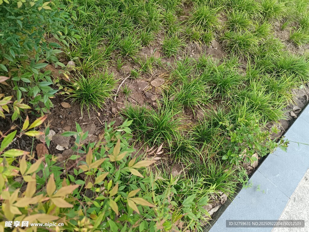 路边绿植景观