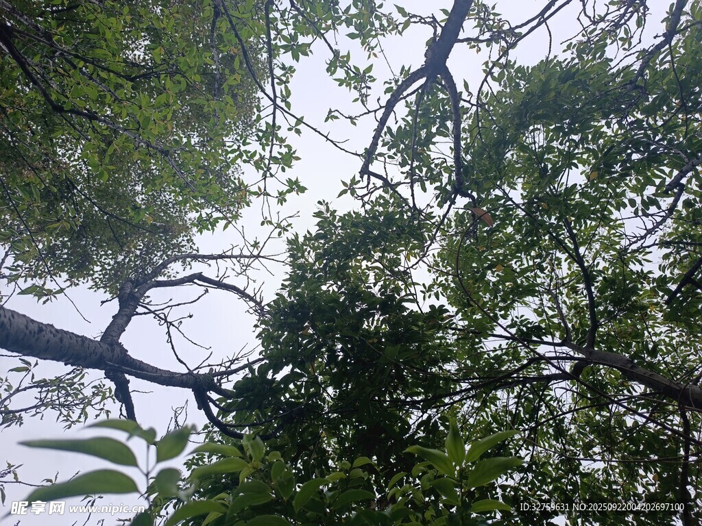 仰视繁茂树枝与绿叶