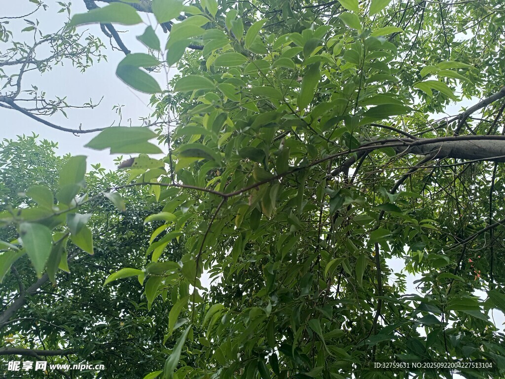 繁茂绿树 
