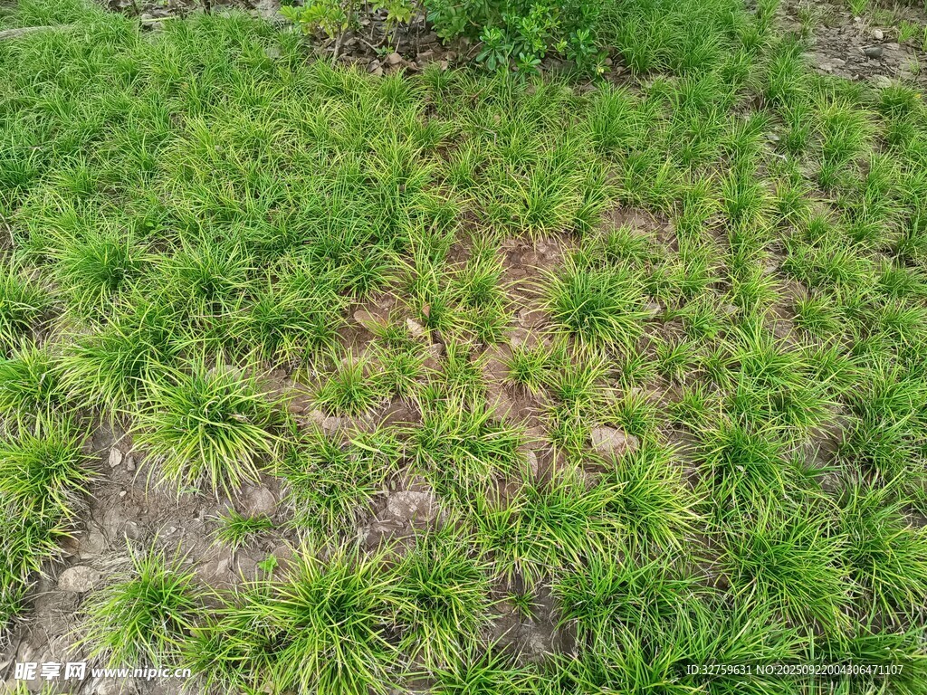 嫩绿草地