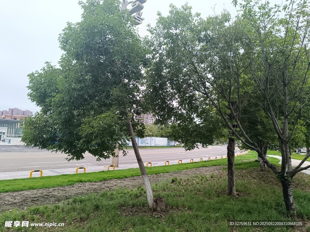 路边绿树成荫的景致