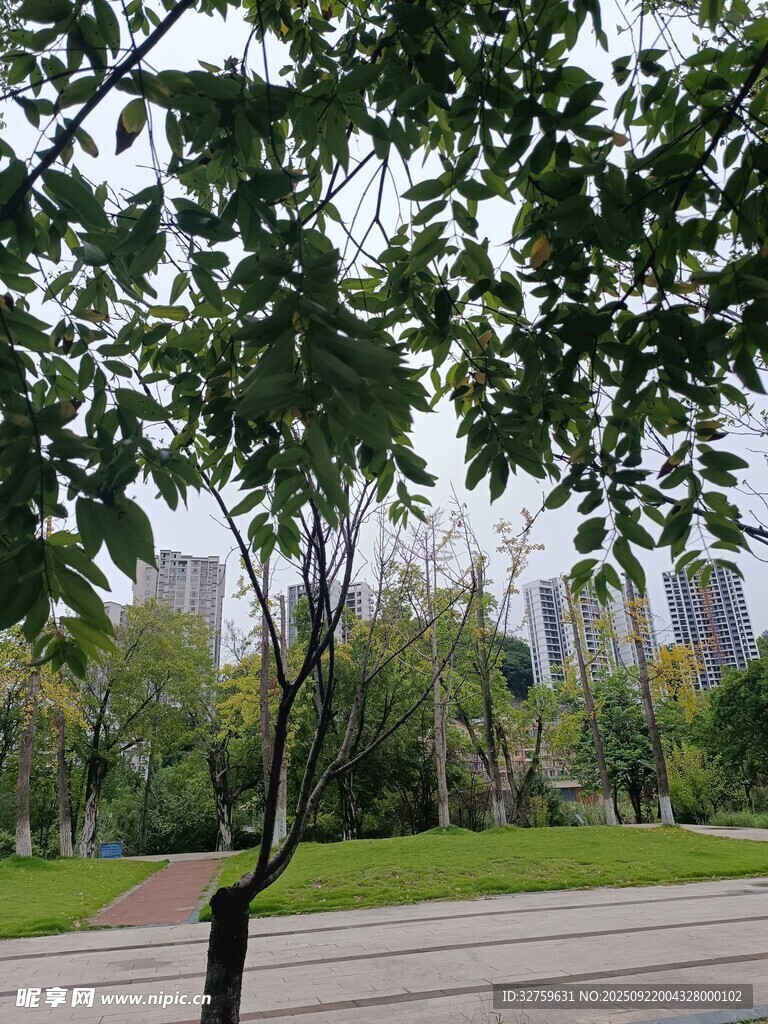 城市公园中的绿树景致