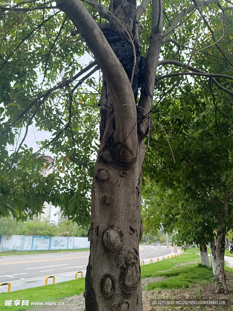 树上刻字破坏美丽风景