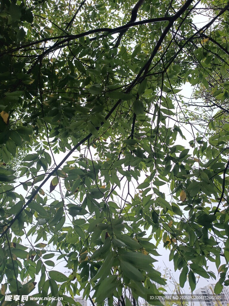 繁茂枝叶间的光影世界