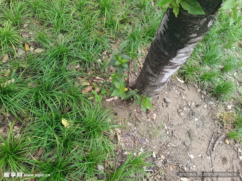 树干旁的草地与泥土
