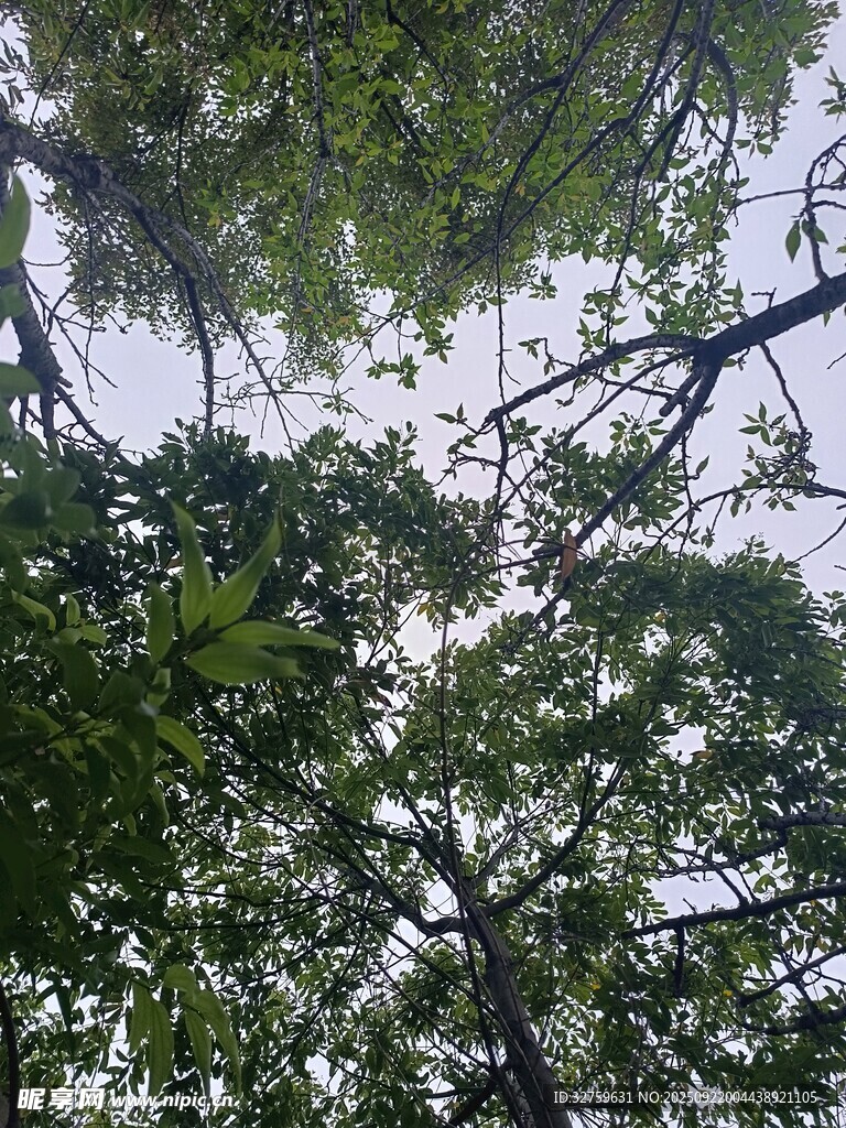 仰视茂密树林树冠