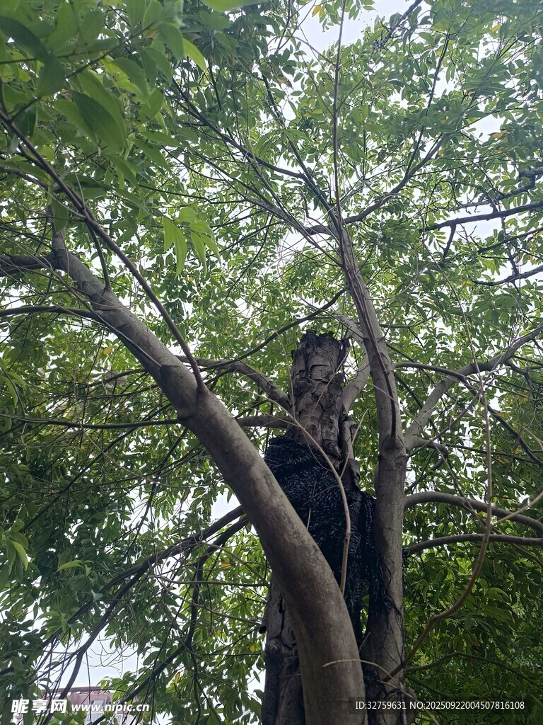 仰视繁茂大树枝叶