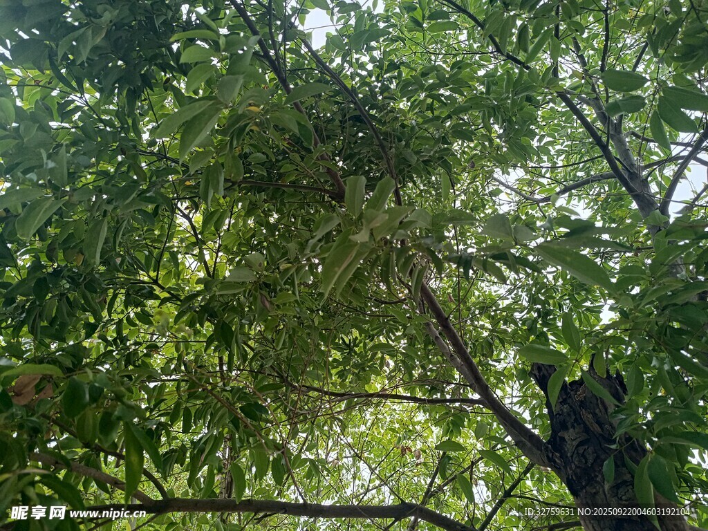 茂密树林中的繁茂枝叶